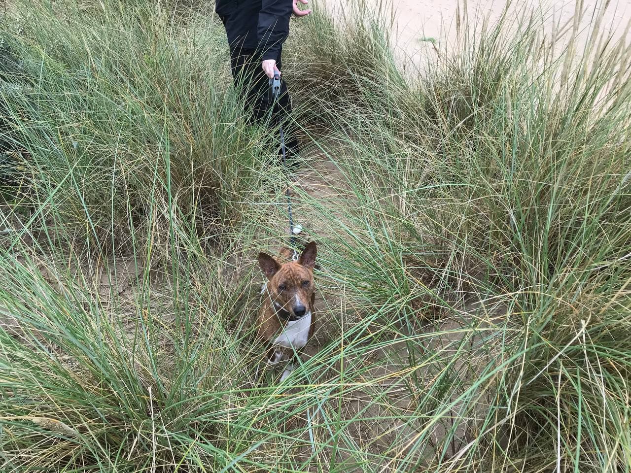 A dog walking through tall dune grass