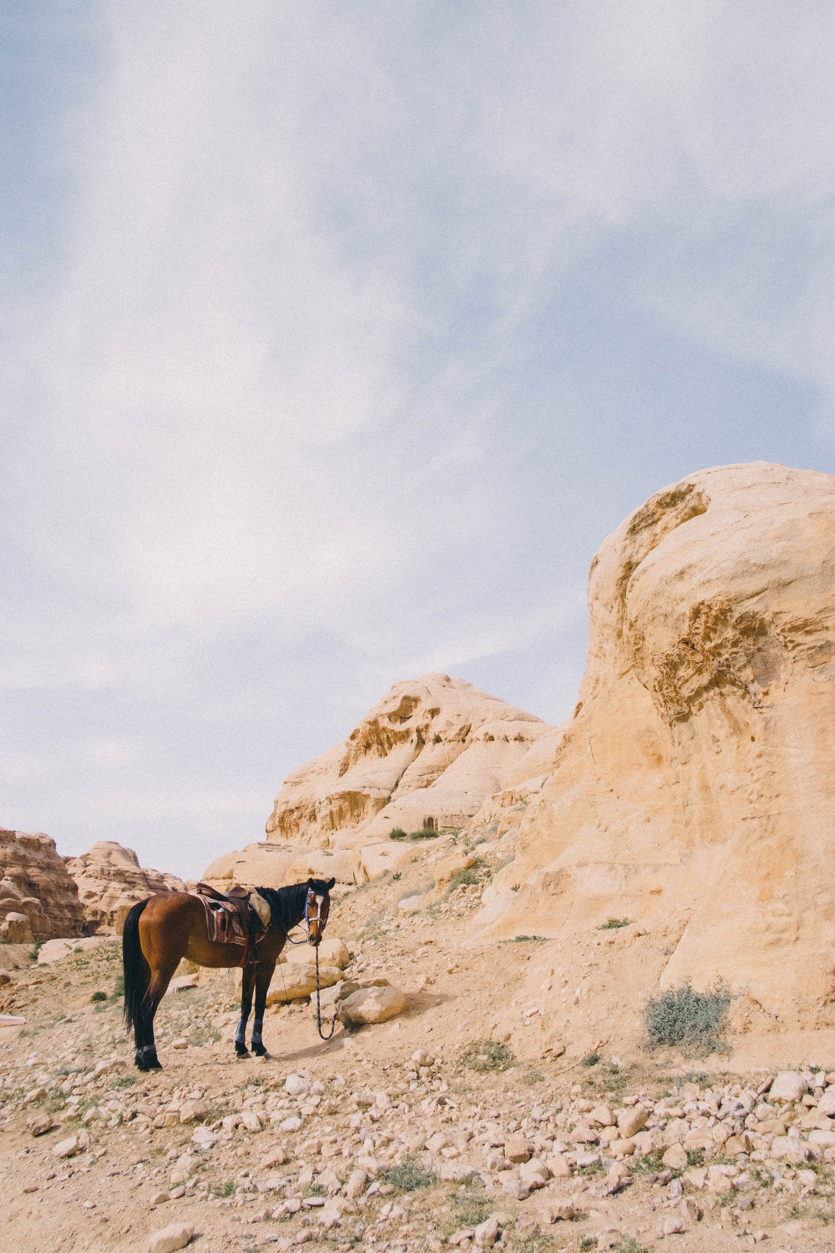 A saddled horse waiting beside sandstone cliffs