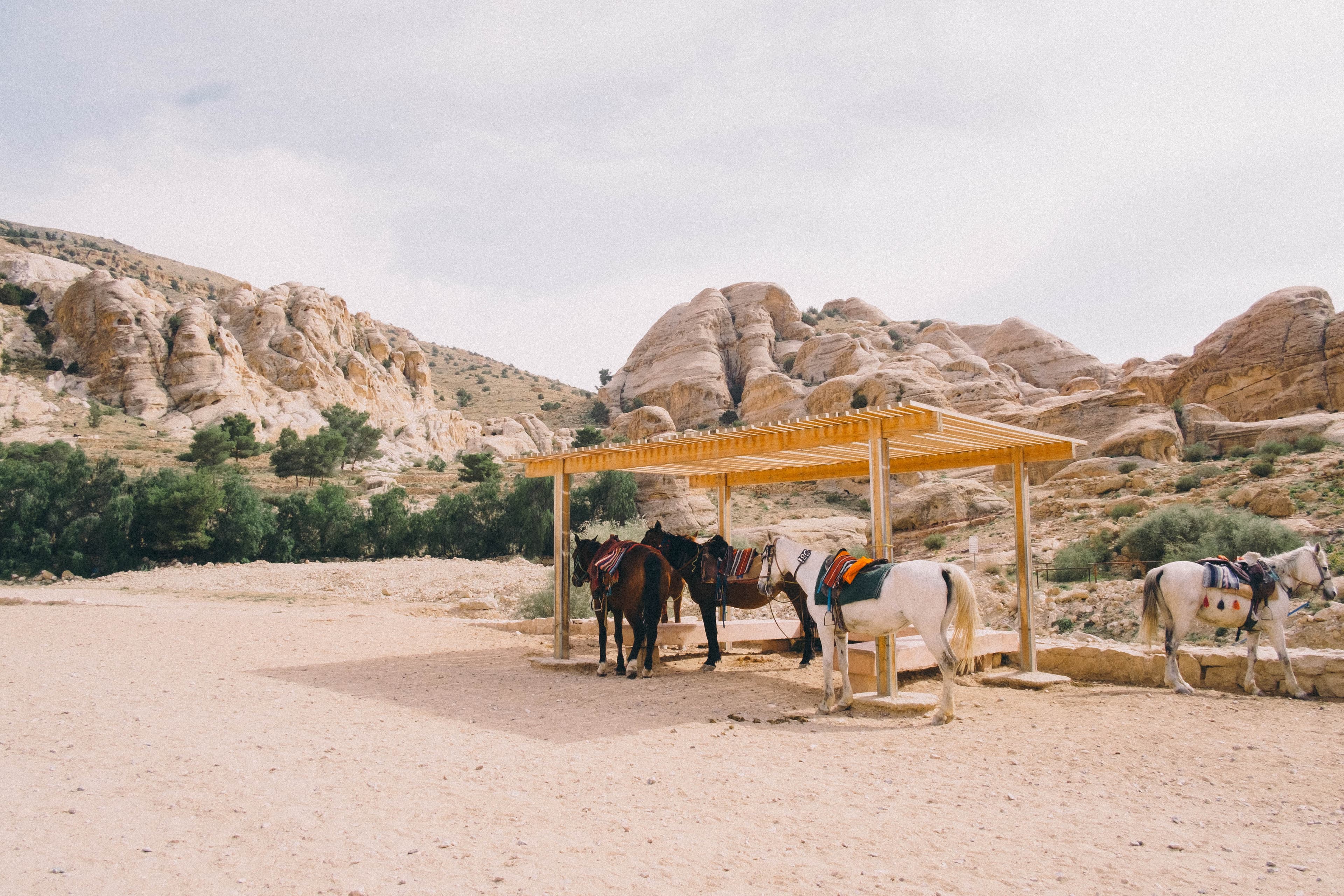 Saddled horses resting beneath a desert shelter