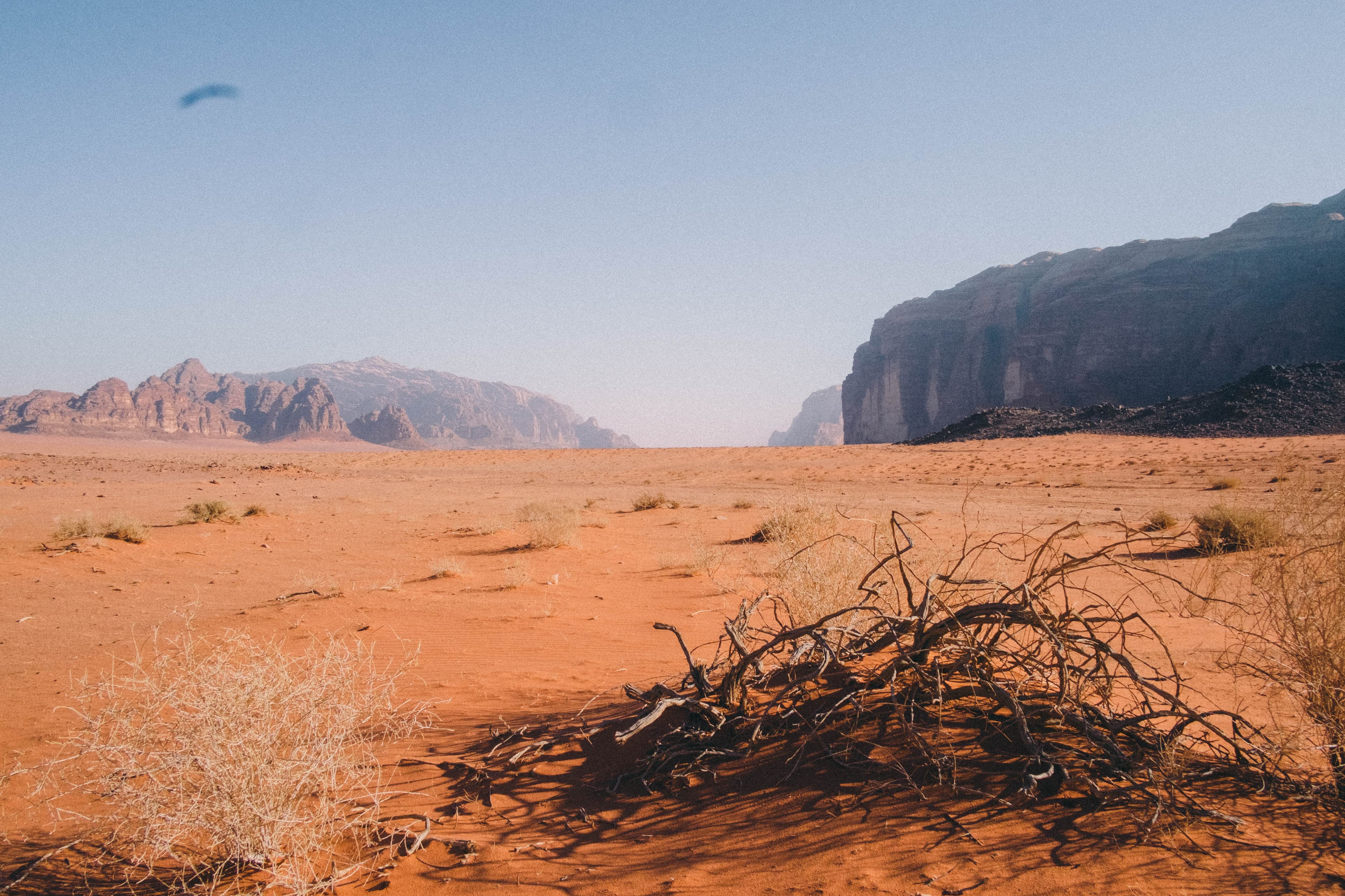 A dry shrub beneath distant desert mountains
