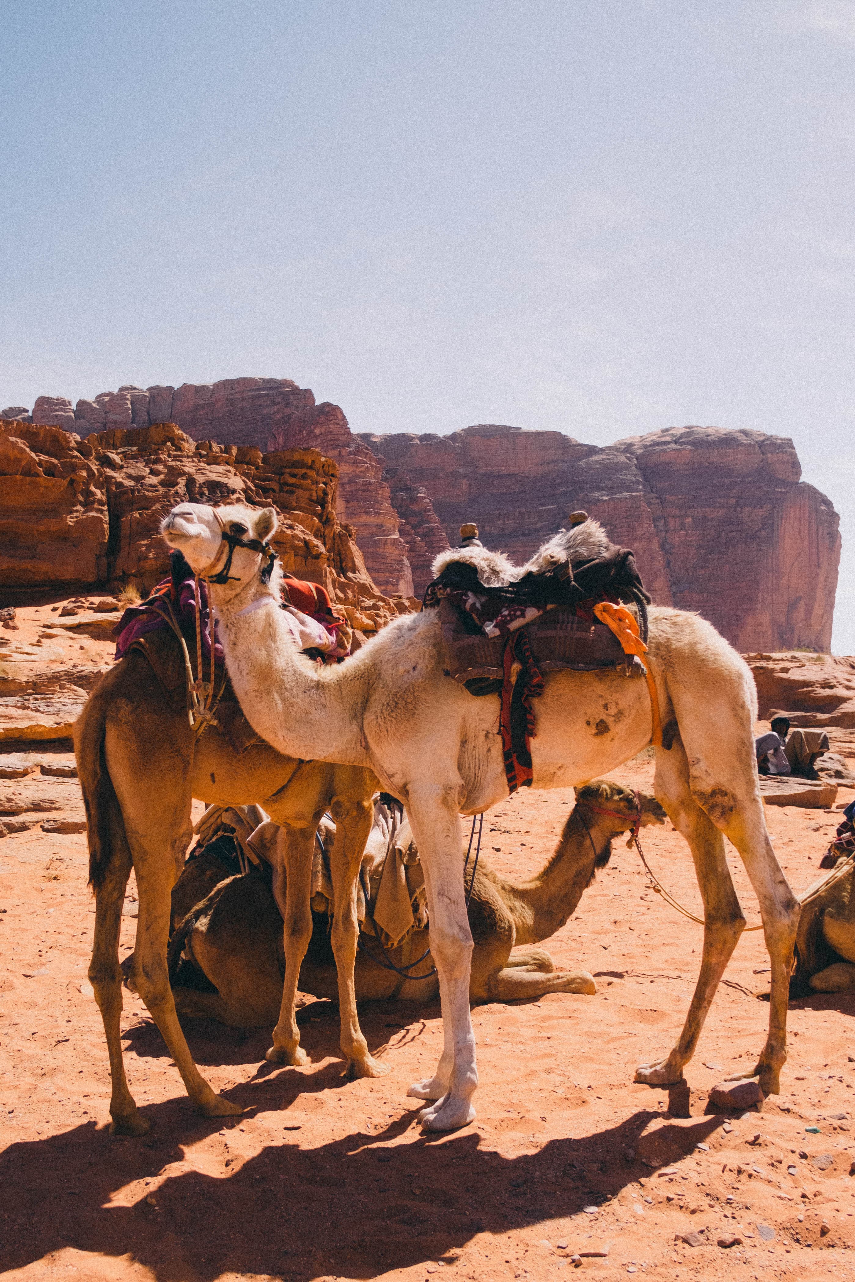 Two saddled camels standing in the desert