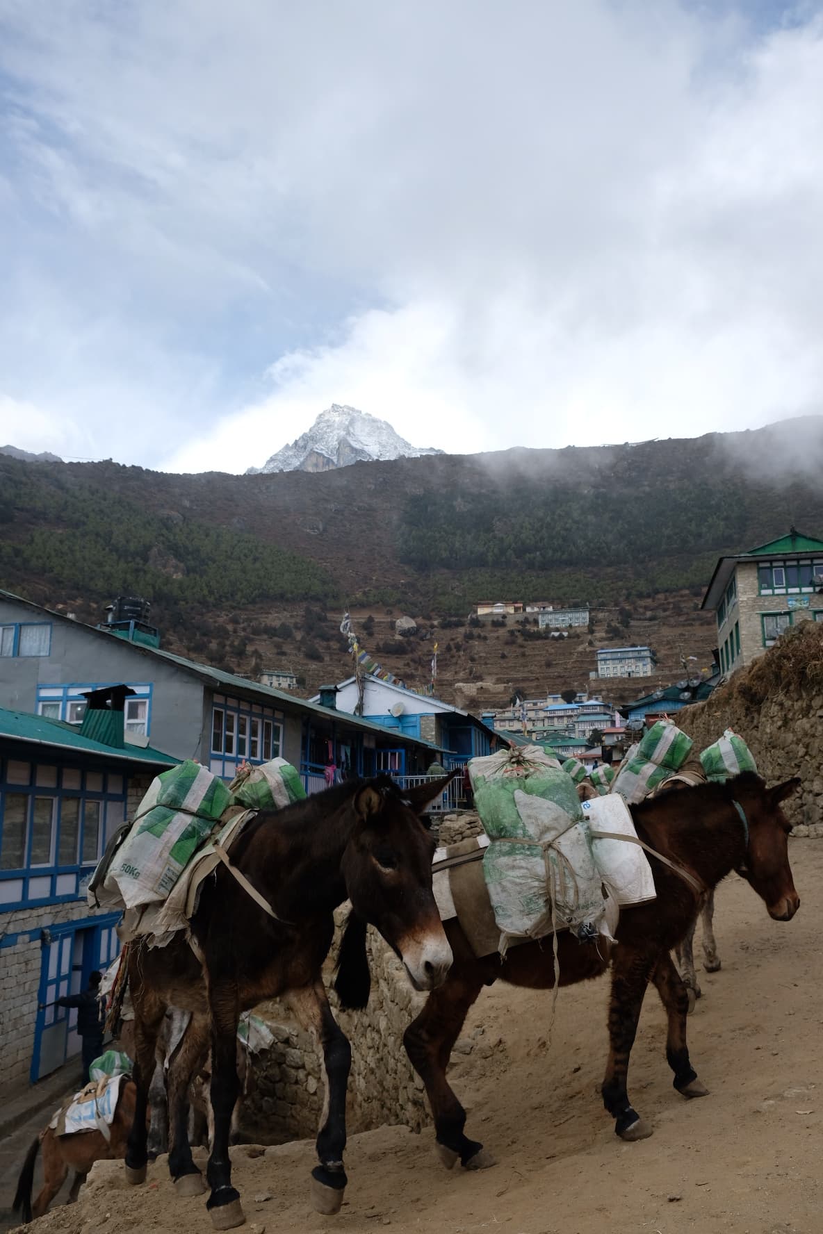 Pack mules walking through a Himalayan mountain village