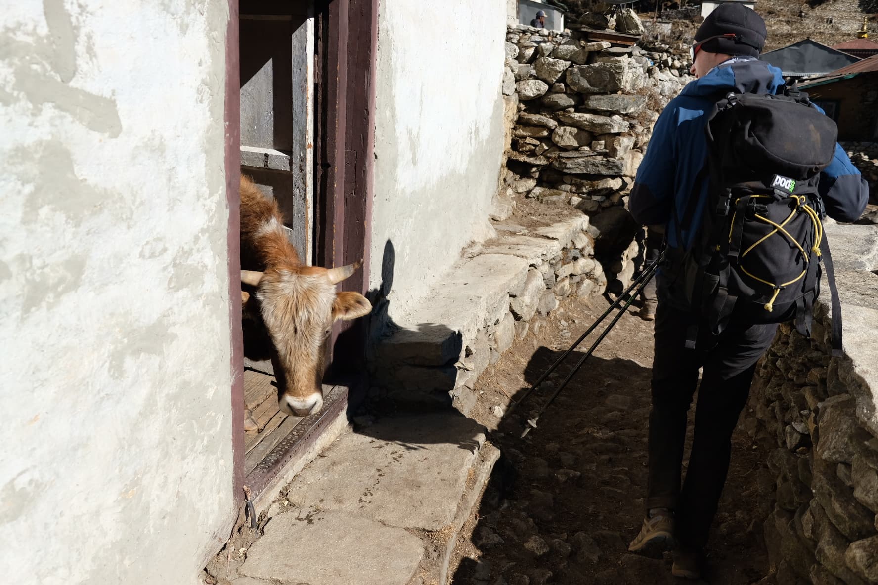 A yak peering through a doorway beside a trekker