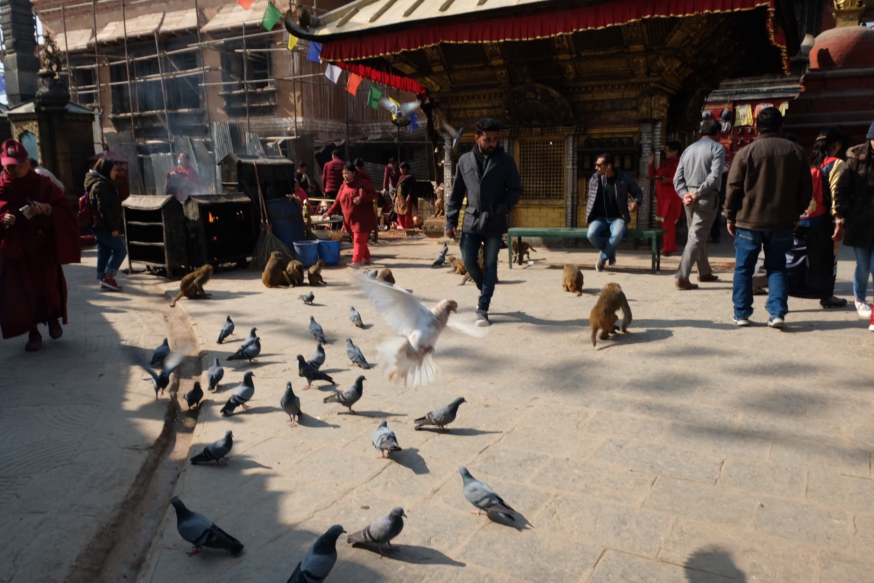 Pigeons and monkeys crossing a busy temple courtyard
