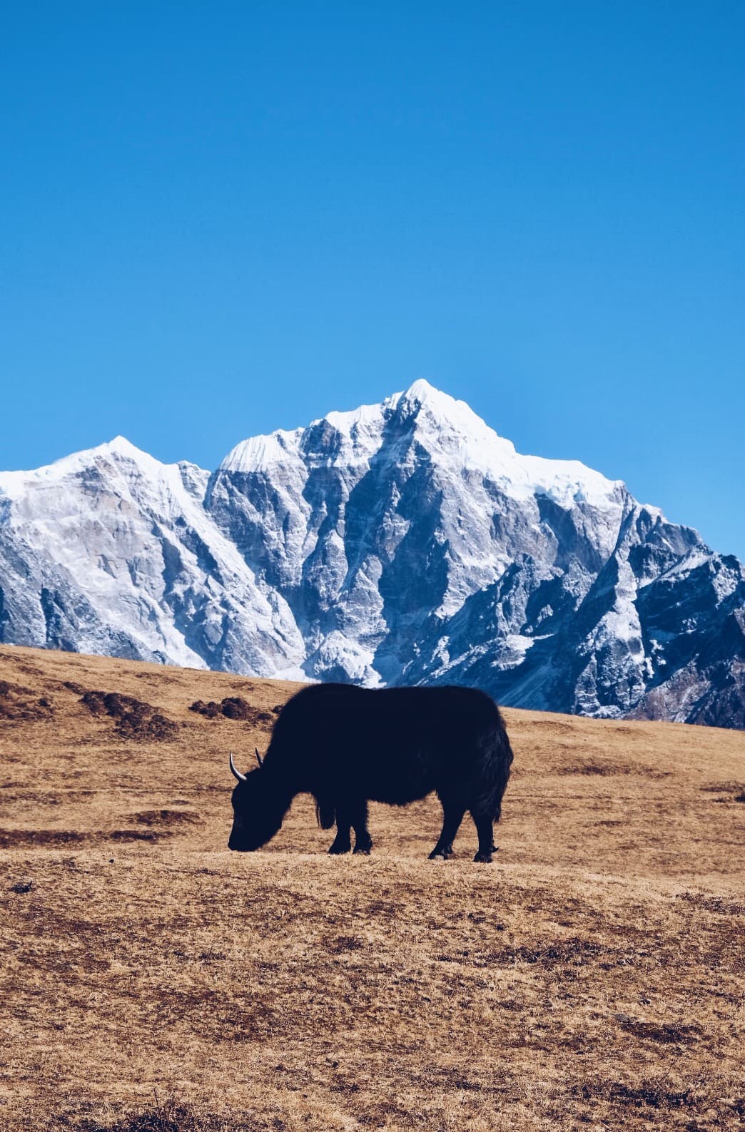 A yak grazing beneath a snow-covered mountain