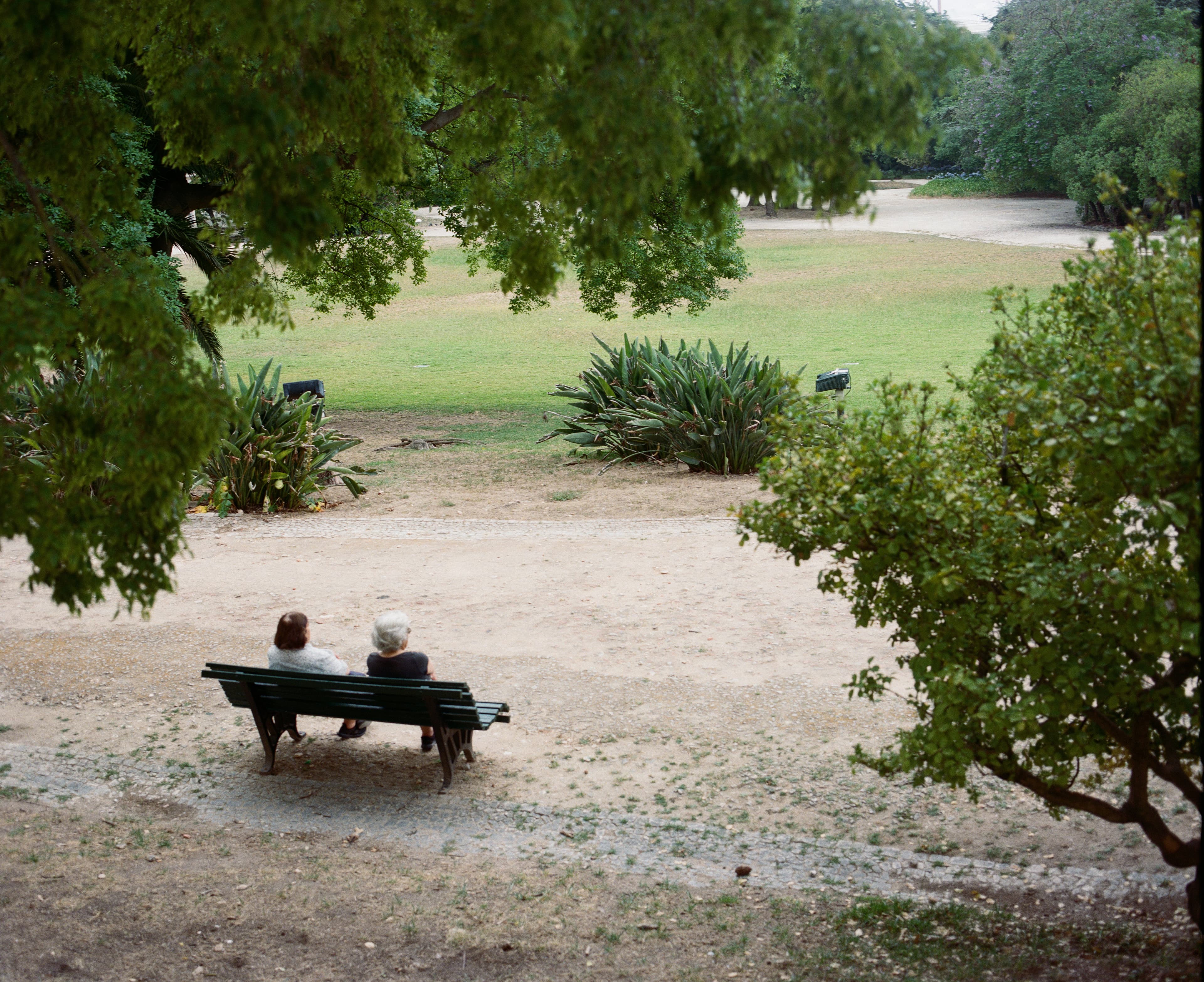 A person sitting on a bench beneath trees in a park