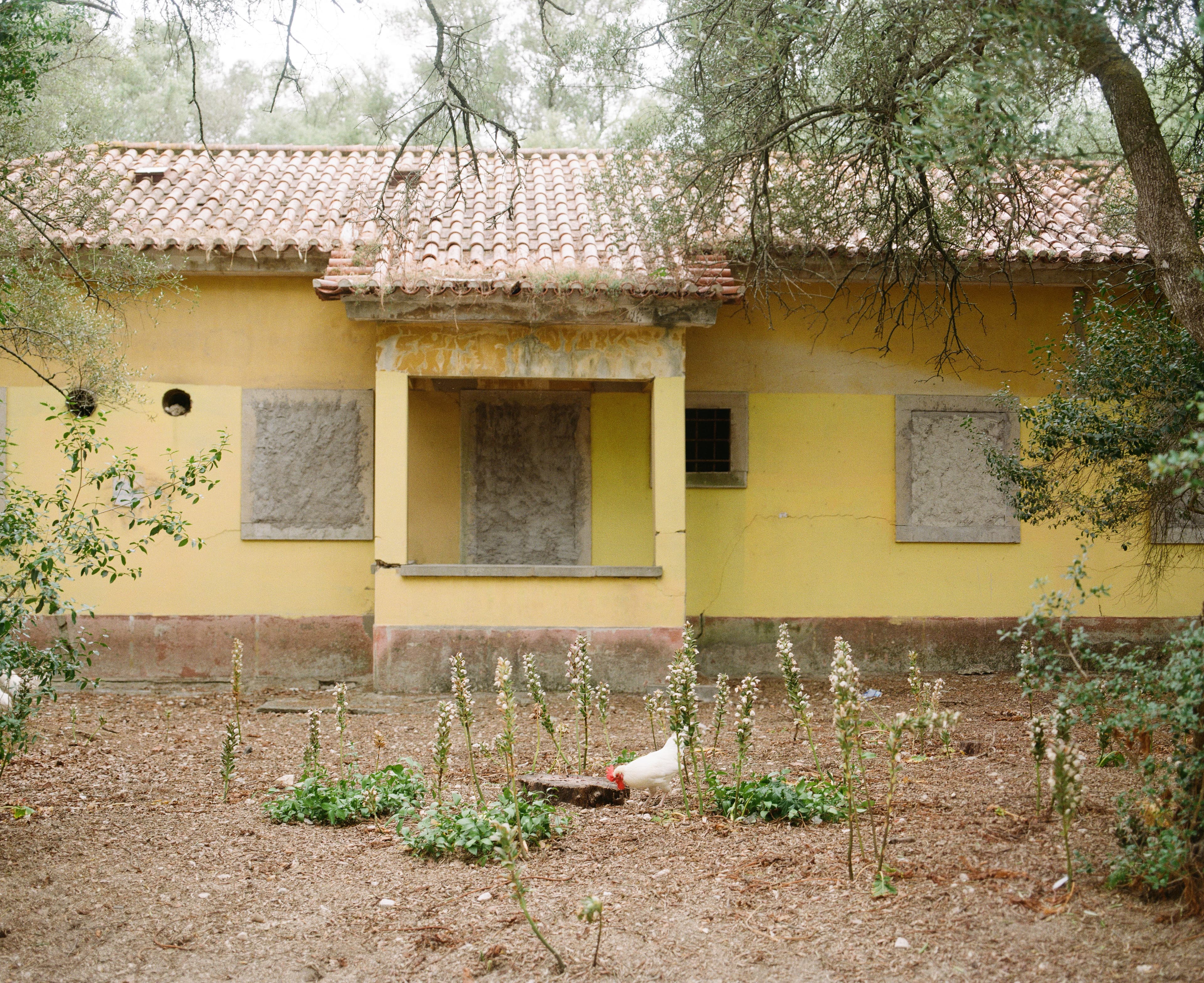 A shuttered yellow house behind an overgrown garden