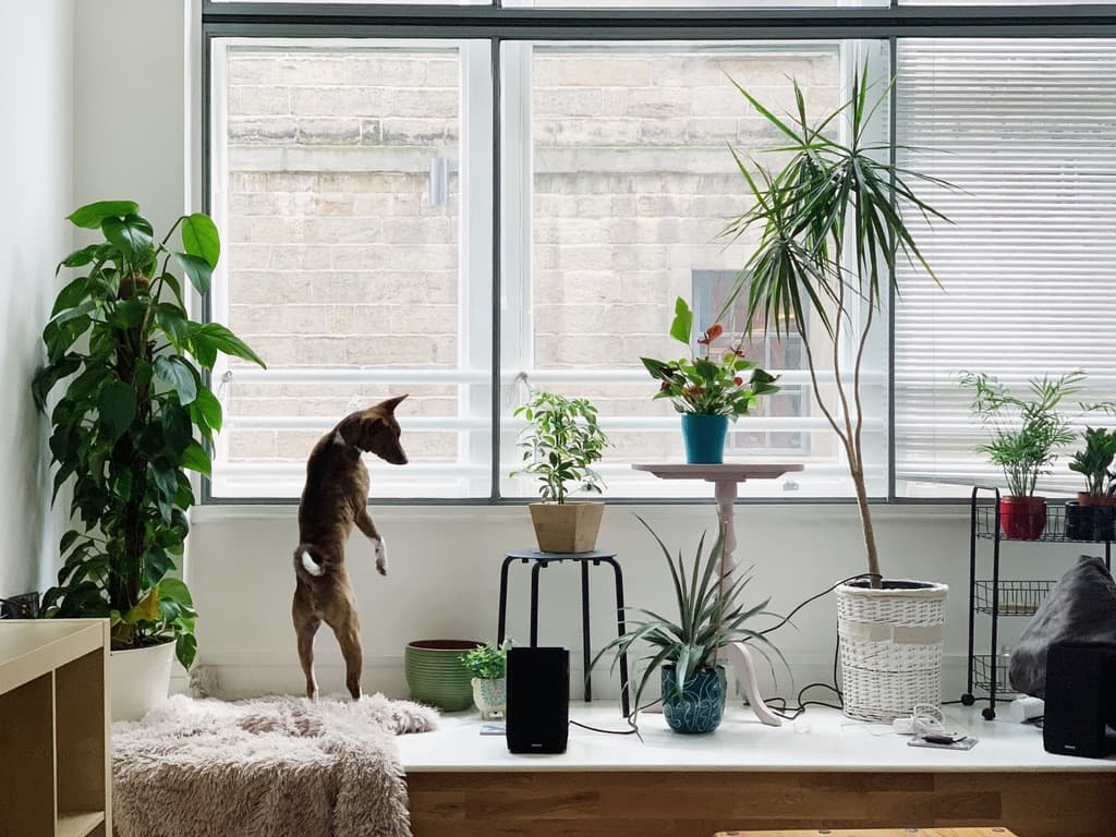 A cat standing at a window among houseplants