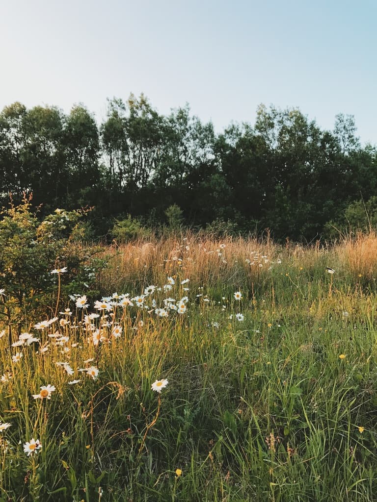 Wildflowers growing in a meadow