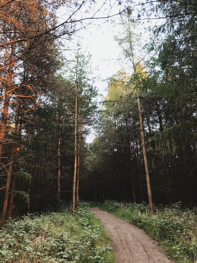 Sunlight passing through trees in a woodland
