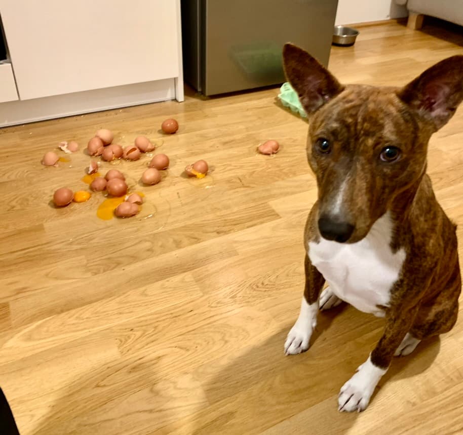 A dog sitting on a wooden floor